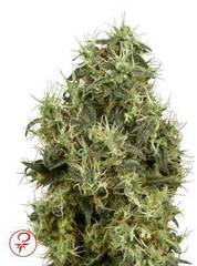 White Gold marijuana single seed