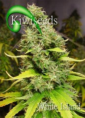 White Island marijuana single seed