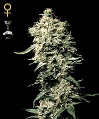 White Rhino marijuana single seed