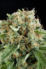 White Siberian marijuana single seeds fem