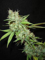 White Skunk marijuana single seeds feminized