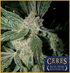 White Smurf marijuana single seeds