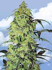 White Widow marijuana single seeds feminized