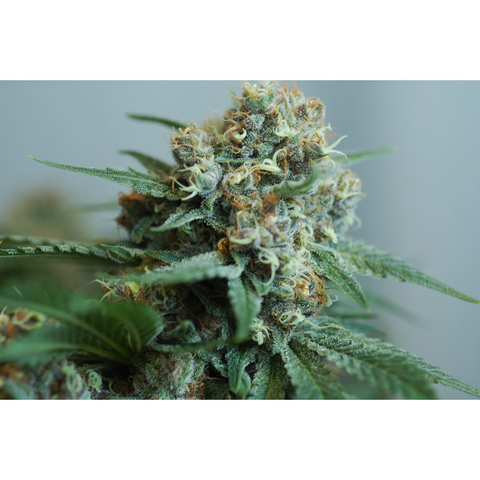 White Molokai seeds