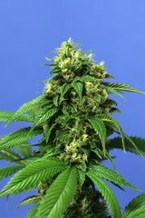 Wreckage single marijuana seeds