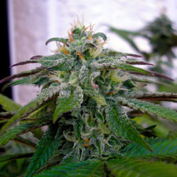 X18 Pure Pakistani Feminised Marijuana Seeds