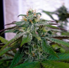 X18 Pure Pakistani marijuana seeds