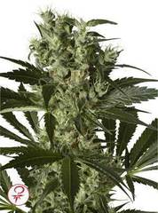 Xhaze feminized marijuana single seeds