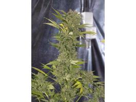 X-Dog Regular Seeds