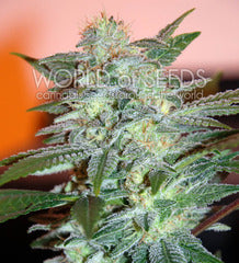 Yumbolt 47 single marijuana seeds