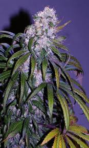 Abyss99 marijuana seeds