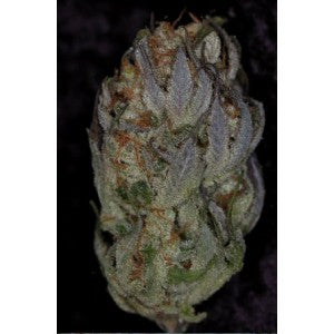 Ace of Spades marijuana seeds