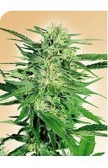 Afghani 1 single seed