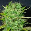 Afghani
