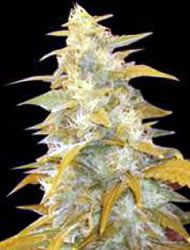 Afghan Kush feminized