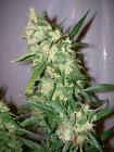 Afghani Special seeds