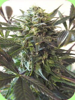 Afropips fast blast marijuana seeds