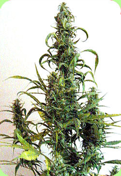 Nigerian Afghan seeds