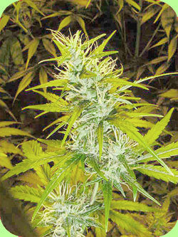 Graines de Sénégal Haze