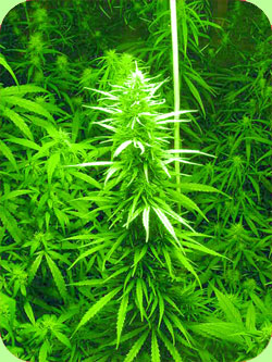 Graines de marijuana rouge swazi