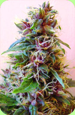 Graines de marijuana Tribal Vision