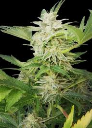 Seeds Akauto Autoflowering Feminized