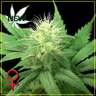 Alaskan Ice feminised seed