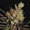Amethyst Bud