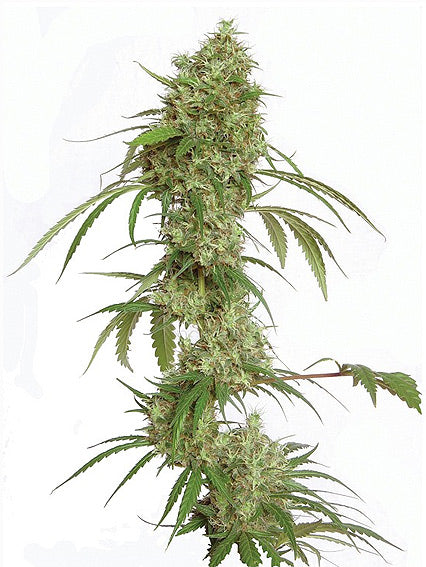 Amnesia G 13 graines de marijuana