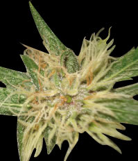 Amnesia feminized