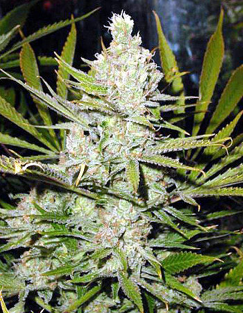 Amnesia cannabis seeds