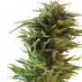 Amnesia Lemon feminised