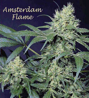 Amsterdam Flame