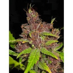 Annapurna cannabis seed