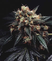 Armageddon Skunk female