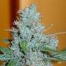 Graines de Blues australien