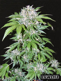 Automatic AK47 Seeds