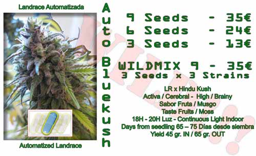 auto blue kush cannabis seeds