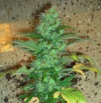 Auto flowering William’s Wonder / Northern Lights No. 2 / Mexica