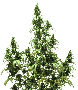 AutoBlueberry marijuana seeds