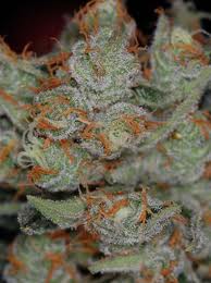 Auto bomb feminised seeds