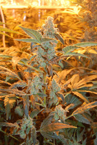 Automatic jack feminised seeds