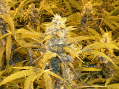 Automatic bubblelicious single seeds