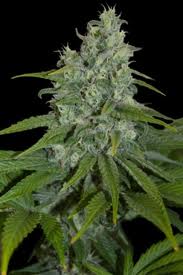 Seeds Automax Autoflowering Feminized