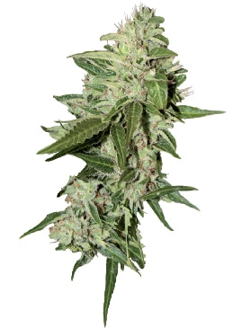 AutoMazar marijuana seeds