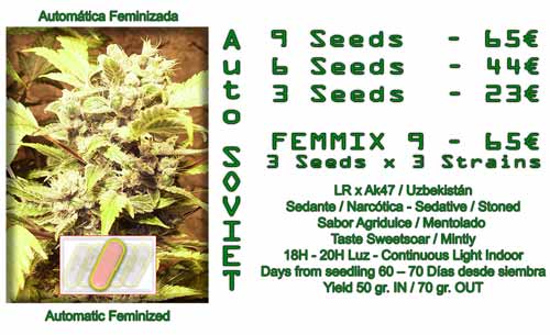 auto soviet cannabis seeds