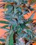 BC Golden skunk marijuana seeds