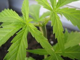 berry bomb marijuana seeds