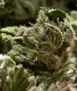 Biddy Sister marijuana seeds