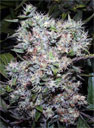 Big Bad John (auto flowering) regular seeds